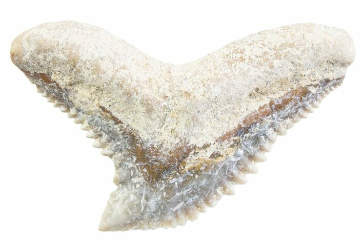 Tiger Shark (Galeocerdo Eaglesomi) Tooth - Dakhla, Morocco #371986